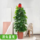聽(tīng)雪樓大葉綠蘿柱盆栽客廳綠植室內辦公室大型綠籮 大葉綠蘿柱1.36-1.6米【原盆原土】