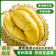 同甘園泰國(guó)進(jìn)口新鮮榴蓮老樹(shù)果新鮮整個(gè)帶殼榴蓮熱帶水果 3-4斤老樹(shù)榴蓮（包3-4房）