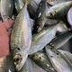 福建東山養(yǎng)殖巴浪魚新鮮活凍特產(chǎn)竹莢魚藍圓鲹巴浪魚肉嫩海鮮水產(chǎn) 3斤（3-4條/斤）