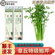 南步山東特產(chǎn)章丘鮑芹【順豐到家】香芹嫩芽沙拉榨汁芹菜新鮮蔬菜禮盒 2斤 精品鮑芹芽子丨禮盒