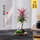 開時果 空氣鳳梨無土綠植物創(chuàng)意盆栽 禮品禮物空鳳好養(yǎng)擺件源頭直發(fā)包郵 紅精靈+小兔底托