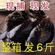 【順豐】新鮮海虹野生貽貝青口貝當(dāng)季鮮活淡菜海鮮水產(chǎn)貝類 精選大個頭海虹六斤裝（貨不多） 1g(凈重)