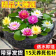 行湘睡蓮根塊根苗水培水養(yǎng)池塘種根 睡蓮根塊混色6個不含盆  源頭直發(fā)
