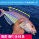 海南本地手釣紅杉魚(yú)深海金絲新鮮海魚(yú)紅衫魚(yú)釣金線(xiàn)魚(yú)3-4條一斤 3斤裝（9-12條）