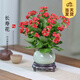 開時(shí)果 精品長(zhǎng)壽花盆栽帶花發(fā)貨 重瓣花卉植物四季開花盆景源頭直發(fā)包郵 長(zhǎng)壽花（哥窯淺綠盆+底托）