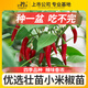 史丹利小米辣椒苗秧苗朝天椒四季盆栽螺絲青椒種籽樹(shù)苗蔬菜苗大全 精品小米椒苗3棵