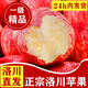 正宗陜西洛川蘋果水果新鮮當(dāng)季整箱紅富士冰糖心一級(jí)脆甜10斤包郵 5斤大果