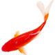 貝冠奇錦鯉活魚(yú)大正三色紅白錦鯉秋翠孔雀冷水小魚(yú)蝴蝶鯉德系觀賞魚(yú) 紅鯉2條（8-10厘米）