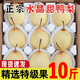 河北鴨梨新鮮10斤應(yīng)當季水果現(xiàn)摘正宗水晶酥白梨雪梨整箱包郵梨子 凈重5斤嘗鮮小果
