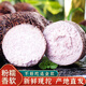 吉果叔 廣西荔浦大芋頭 新鮮現(xiàn)挖粉糯香芋檳榔芋特產(chǎn)蔬菜整箱 【實(shí)惠裝】?jī)糁?.8斤 【中果】單果約0.5-1斤