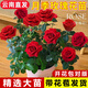 開(kāi)時(shí)果 四季時(shí)令花卉綠植盆栽大全 室外庭院地栽植物室內好養活陽(yáng)臺花卉 中國紅-玫瑰花苗（180杯/帶花苞）+原生盆