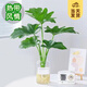 開(kāi)時(shí)果 春羽水培植物盆栽 ins清新風(fēng)水生春雨綠植水養盆景源頭直發(fā)包郵 春羽（30-35cm）北歐玻璃瓶