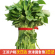 順豐包郵帶根紅薯苗秧烤蜜薯煙薯25號(hào)西瓜紅種苗哈密白薯地瓜秧苗 紅薯苗 煙薯25（烤薯型）50顆苗