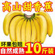云南香蕉高山香蕉10斤小米新鮮水果現(xiàn)摘生青香蕉banana自然熟綠皮 高山大香蕉 5斤