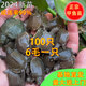 100只大甲魚苗活體批發(fā)外塘養(yǎng)殖苗中華鱉水魚團魚王八苗鱉苗 100只甲魚苗運損包賠 10g