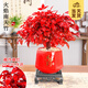 開(kāi)時(shí)果 火焰南天竹桌面植物盆栽 室內冬季耐寒紅葉綠植書(shū)房禪意創(chuàng  )意擺件 【年宵款】吉祥八角盆+黃沙+底托