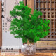 行湘蓬萊松盆栽植物綠植盆栽盆景四季常青蓬萊松大苗不含盆 源頭直發(fā)
