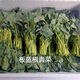 新鮮正宗板藍根青菜菘油1號白灼鹽水板藍根酒店特色食材鮮脆清甜 500g