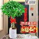 臨雅辮子發(fā)財(cái)樹(shù)客廳盆栽大型室內(nèi)綠植招財(cái)樹(shù)辦公室喬遷開(kāi)業(yè)落地植物棵 辮子發(fā)財(cái)樹(shù)1.2-1.3m+仿瓷金邊盆