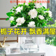 萌肉居易活盆栽花卉水培土培綠植桌面植物濃香型梔子花+早安盆源頭直發(fā)