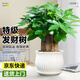 愛(ài)優(yōu)尚發(fā)財樹(shù)小盆栽盆景辦公室桌面盆栽室內客廳綠植好養招財樹(shù)源頭直發(fā)