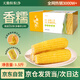 天勤粒粒凈有機黃糯玉米8穗*220g（3.5斤）玉米棒低脂玉米真空包裝早餐代餐
