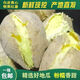 廣東潮汕雞蛋黃心板栗地瓜白皮番薯甜糯紅薯新鮮沙地現(xiàn)挖白薯 精選大果帶箱5.3斤