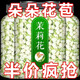 夜之君【朵朵花苞】茉莉花茶花苞茶花干花朵泡茶茶葉罐裝廣西可搭配玫瑰 1罐 125g 新貨茉莉花茶