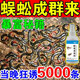 抓蜈蚣誘餌神器餌料戶外活蟲引誘捉專用小藥誘食粉劑誘蜈蚣吸引 1瓶【試用】
