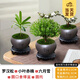 開時(shí)果 中式禪意小盆栽組合套裝 發(fā)財(cái)樹文竹綠植物辦公室內(nèi)花卉好養(yǎng)盆景 羅漢松+小葉赤楠+六月雪 含盆含土（每盆加送苔蘚）