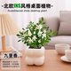綠有意綠植盆栽辦公室桌面好養(yǎng)花卉綠植凈化空氣簡約創(chuàng)意網(wǎng)紅綠植花卉 九里香+奶油泡泡云朵盆+托盤+肥 北歐綠植奶油泡泡云朵盆