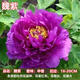 【買(mǎi)一發(fā)二】四季正宗洛陽(yáng)牡丹花樹(shù)苗真品多色帶芽苞室內客廳 魏紫[幼苗]-小幼苗-單棵裝