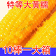 同款10根】新店沖量東北糯玉米黃糯玉米真空包裝當季糯玉米 嘗鮮裝：發(fā)貨1根黃糯玉米 新店沖量【活動(dòng)】每人1單已搶25W