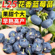 稔秋新品種L25藍莓苗當年結果藍莓樹(shù)陽(yáng)臺盆栽地栽南北方種植原土發(fā)貨 新品種L25【全國種植】 6年苗【結果多多】