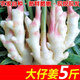 骉祥四川冬季小仔姜竹根姜新鮮姜當(dāng)季嫩生仔姜芽子姜非老黃姜e 250g