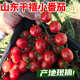 圣女果山東千禧小番茄新鮮小柿子櫻桃小西紅柿孕婦水果現摘 【偏小嘗鮮】圣女果 1斤 爆汁