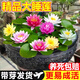 京厽睡蓮水培植物帶花苞四季開花池塘荷花藕種盆栽水養(yǎng)水蓮花根塊種子 精品大睡蓮混色5顆+送2營(yíng)養(yǎng)液