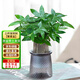 京東綠植發(fā)財樹(shù)盆栽水培桌面綠植物擺件招財三桿辦公室內帶盆花卉源頭直發(fā)