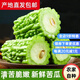 山東苦瓜新鮮批發(fā)5斤3斤1斤本地涼瓜綠苦瓜當季農家自種產(chǎn)地直發(fā) 5斤精選+新鮮苦瓜+保鮮膜+泡沫箱 2.5kg