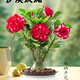 重瓣沙漠玫瑰盆栽花苗老樁植物四季花卉綠室內(nèi)陽臺小盆景好養(yǎng)易活 精品紅色8年苗【發(fā)兩盆】原盆原土【當(dāng)年開花爆盆+肥
