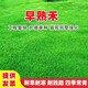 雅之寧草坪種子護坡草籽黑麥草狗牙根四季常青庭院地毯草皮綠化高羊茅草 早熟禾種子包衣1斤【耐寒耐旱】