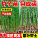 瑯闕竹子樹苗四季青竹北方庭院綠化植物樹苗盆栽耐寒四季常青源頭直發(fā)