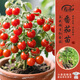 壽禾紅矮生番茄苗帶土西紅柿蔬菜苗 矮生紅番茄苗6棵帶肥源頭直發(fā)包郵