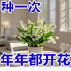 京厽【年年開花】鈴蘭帶芽帶根室內(nèi)陽臺(tái)濃香鈴蘭花盆栽耐寒不支持退貨 白色帶芽鈴蘭福利10顆+肥帶芽包成活 不含盆