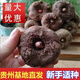 貴州高山新鮮現(xiàn)挖一二代魔芋種脫水消毒高產(chǎn)小個(gè)種子基地批發(fā) 手指大5個(gè)試種