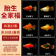 瘋狂水草米奇魚(yú)瑪麗活體胎生小型淡水觀(guān)賞魚(yú)水族箱熱帶耐活孔雀魚(yú)同款魚(yú)苗 【全家福 】胎生米奇魚(yú)共發(fā)12條