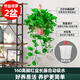 綠蘿吊蘭水培盆栽室內(nèi)除甲醛長(zhǎng)藤綠籮垂吊植物新房去甲醇凈化空氣 精品長(zhǎng)藤高紅盆2盆（藤長(zhǎng)30~40cm）送儲(chǔ)水盆