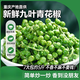教蔬鮮生新鮮青花椒 重慶江津藤椒 現(xiàn)摘保鮮麻椒真空袋裝350克 四川特產(chǎn) 350g