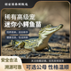 【順豐包郵】網(wǎng)紅獨(dú)特異寵小鱷魚活體迷你幼苗健康檢疫附飼養(yǎng)手冊(cè) 優(yōu)質(zhì)小鱷魚25-30厘米