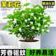 沭之美茉莉花盆栽花卉植物室內(nèi)客廳陽臺 茉莉花+仿木桶塑料盆 源頭直發(fā)